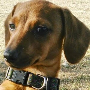 Meet your Posher, Pat